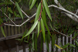 Salix caroliniana (coastal plain willow)