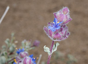 Salvia dorrii (desert sage, tobacco sage, door’s sage, purple sage)
