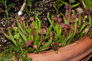 Sarracenia purpurea (purple pitcher plant, American pitcher plant, northern pitcher plant, purple pitcherplant)