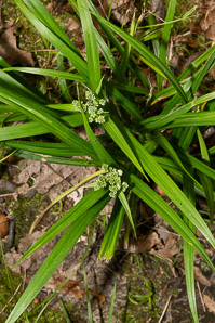 Scirpus atrovirens (green bulrush, dark-green bulrush, dark-green bullrush)