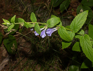 Scutellaria galericulata (common skullcap, marsh skullcap, hooded skullcap)