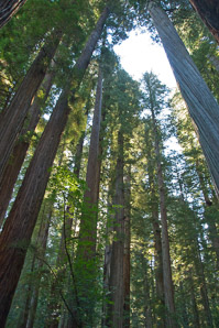 Sequoia sempervirens (coast redwood, giant sequoia, giant redwood, California redwood, redwood)