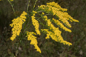 Solidago juncea (early goldenrod)