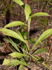 Solidago puberula (downy goldenrod)