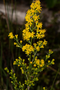 Solidago puberula (downy goldenrod)
