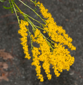 Solidago rugosa (rough-stemmed goldenrod, wrinkleleaf goldenrod)