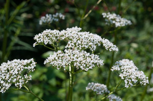Valeriana officinalis (valerian, garden heliotrope, all-heal, garden valerian)