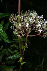 Valeriana officinalis (valerian, garden heliotrope, all-heal, garden valerian)