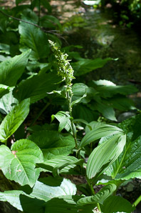 Veratrum viride (false hellebore, green false hellebore, Indian poke, American hellebore)