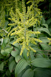 Veratrum viride (false hellebore, green false hellebore, Indian poke, American hellebore)