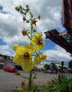 Verbascum blattaria (moth mullein)