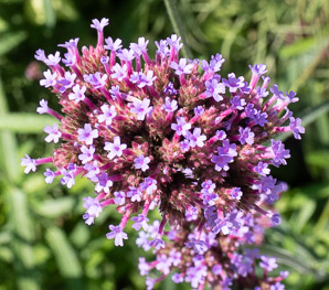 Verbena bonariensis (purpletop vervain, tall verbena, clustertop vervain, pretty verbena)