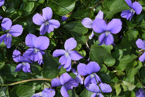 Viola sororia (common blue violet, woolly blue violet, common wood violet, broad-leaved wood violet)