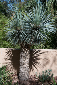Yucca L.