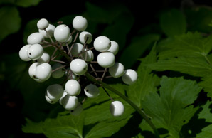 Actaea rubra (white-fruited red baneberry)