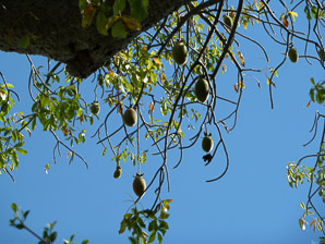 Adansonia digitata (baobab, dead-rat tree, monkey-bread tree, upside-down tree)