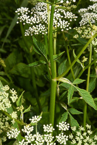 Aegopodium podagraria (ground elder, herb gerard, bishop’s weed, goutweed, gout wort, snow-in-the-mountain, English masterwort, wild masterwort, bishop’s goutweed)