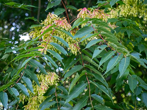 Ailanthus altissima (tree of heaven, ailanthus, Chinese sumac, paradise-tree, copal tree, stinking sumac, varnish tree)