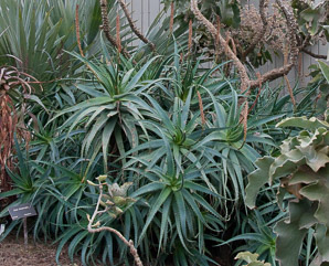 Aloe divaricata (vaotsohy, aloe)