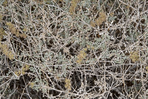 Ambrosia dumosa (burro bush, burro-weed, white bursage)