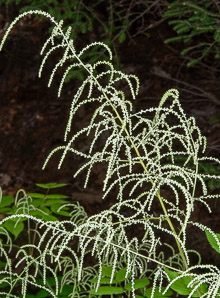 Aruncus dioicus (goat’s beard, bride’s feathers)