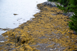 Ascophyllum nodosum (knotted wrack)