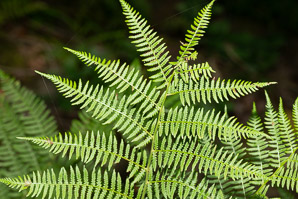 Athyrium filix-femina (lady fern, common ladyfern)