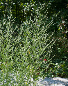 Bassia scoparia (burning bush, Mexican fireweed, summer cypress, kochia, burningbush, Mexican firebrush, mock cypress, summer-cypress)