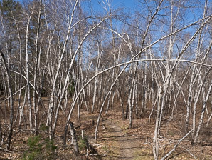 Betula papyrifera (American white birch, paper birch, canoe birch, silver birch, American birch, white birch)