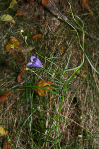 Campanula rotundifolia (bluebell, harebell, bluebell bellflower)