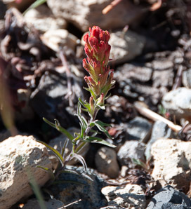 Castilleja Mutis (Indian paintbrush, prairie-fire)