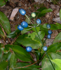 Clintonia borealis (yellow clintonia, bluebead lily, blue-bead lily, clintonia, Clinton’s lily, corn lily, cow tongue, yellow beadlily, yellow bluebeadlily, snakeberry, dogberry, straw lily, bluebead)