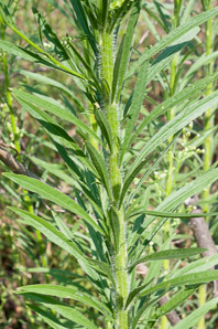 Conyza canadensis (horseweed, Canada horseweed, Canadian horseweed)