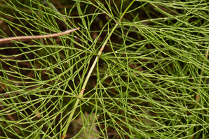 Equisetum pratense (meadow horsetail)