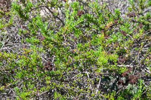 Eriogonum fasciculatum (California buckwheat, Eastern mojave buckwheat)