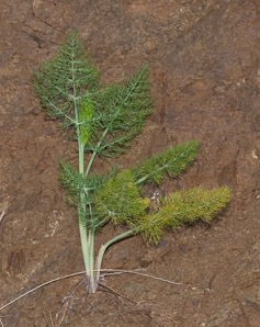 Foeniculum vulgare (fennel, sweet fennel)