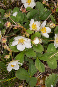 Fragaria virginiana (common strawberry, Virginia strawberry, wild strawberry, strawberry)