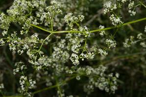 Galium mollugo (smooth bedstraw, false baby’s breath, upright bedstraw, upright hedge bedstraw, white bedstraw, wild madder)