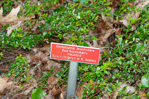 Gaylussacia brachycera (box-huckleberry, box-leaved whortleberry, box huckleberry)