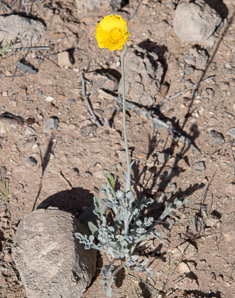 Geraea canescens (desert sunflower, hairy desert sunflower, desert gold, hairy desertsunflower)