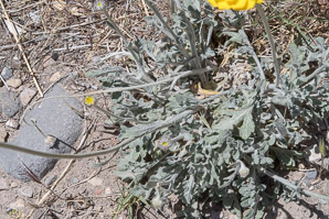 Geraea canescens (desert sunflower, hairy desert sunflower, desert gold, hairy desertsunflower)