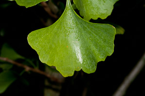 Ginkgo biloba (maidenhair tree, golden fossil tree, stinkbomb tree)