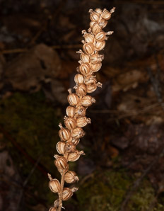 Goodyera pubescens (downy rattlesnake plantain, downy rattlesnake orchid)