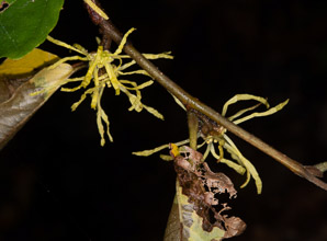 Hamamelis virginiana (witch-hazel, American witchhazel, winterbloom, witch hazel)