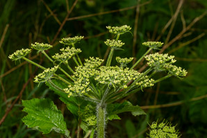 Heracleum maximum (cow parsnip, Indian celery, pushki, common cowparsnip)