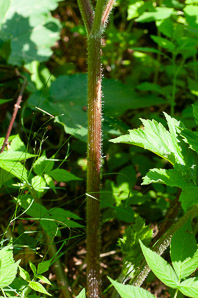Heracleum maximum (cow parsnip, Indian celery, pushki, common cowparsnip)