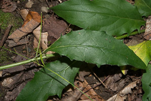 Hieracium canadense (Canada hawkweed, narrowleaf hawkweed, northern hawkweed, Canadian hawkweed)