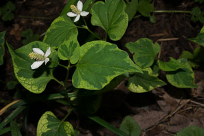 Houttuynia cordata (chameleon plant)