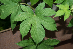 Humulus japonicus (Japanese hops, Japanese hop)