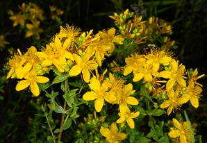 Hypericum perforatum (St. John’s wort, common St. John’s wort, common St. Johnswort)